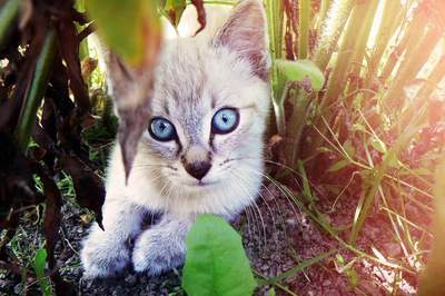 Felinoterapie, aneb léčba kočkou Felinoterapie, aneb léčba kočkou