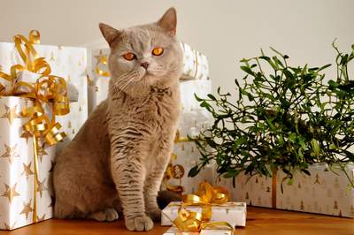 Vánoční tipy pro milovníky koček
