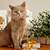 Vánoční tipy pro milovníky koček